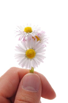 雛菊花