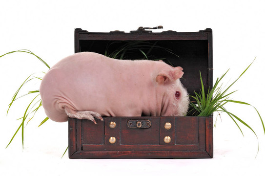 在箱子里的Skinny Cavy