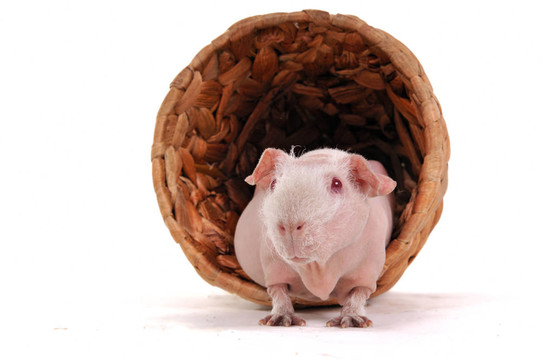 Cavy看著她的謝科特