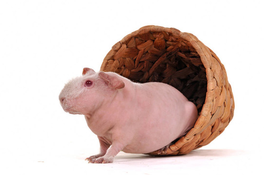 花盆里的Cavy