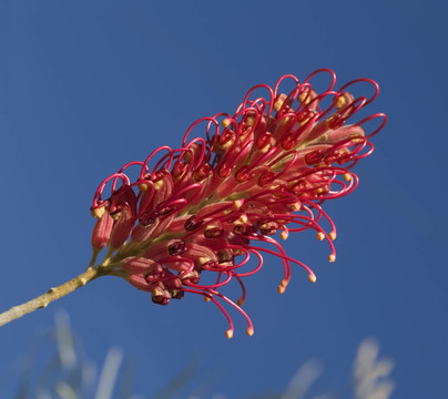 紅花銀樺的澳大利亞本土植物