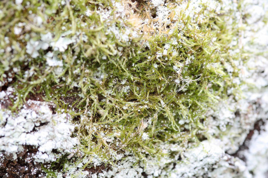 樹皮苔蘚