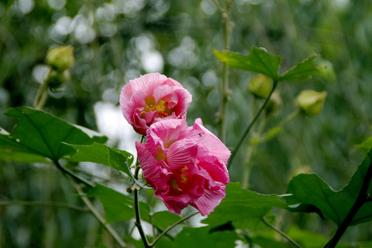 木芙蓉