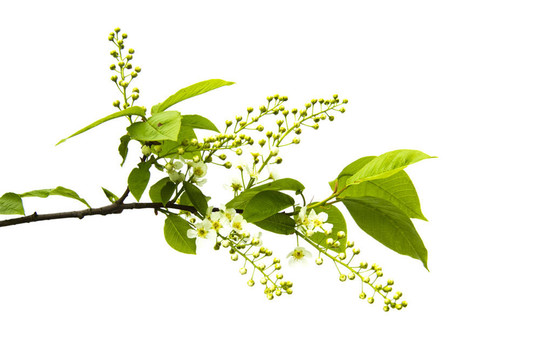 櫻桃枝；分離