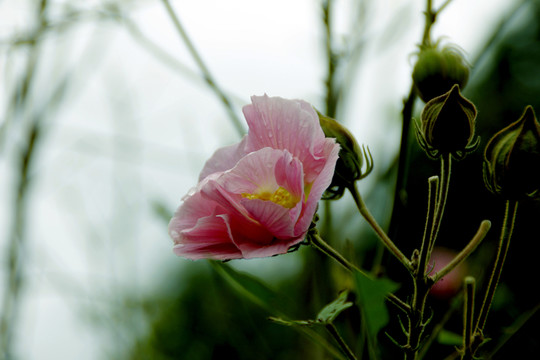 木芙蓉