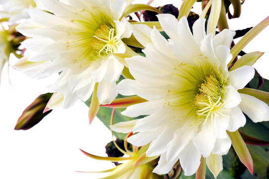 特寫Trichocereus scopulicolus仙人掌花