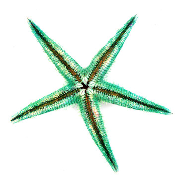 綠色的海星