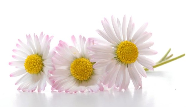 雛菊花