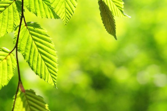 美麗的大自然