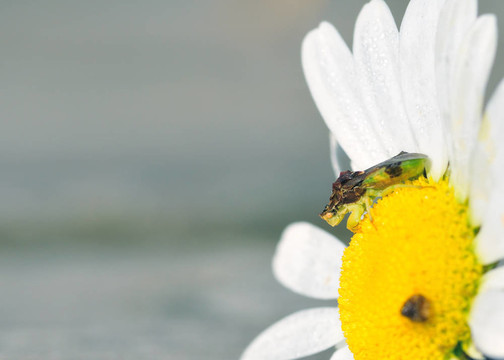 埋伏的bug