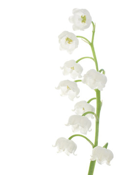 山谷的百合花