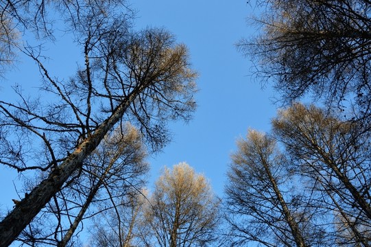 樹林