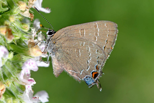 帶狀Hairstreak Butterfly