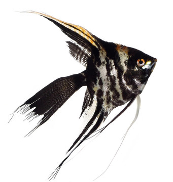 標(biāo)量