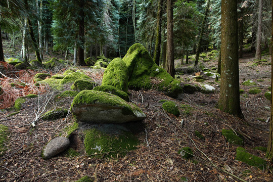 在樹林深處