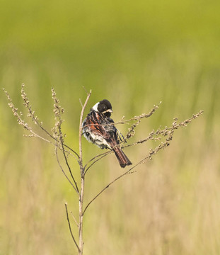 彩旗（Emberiza schoeniclus）