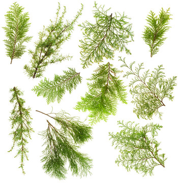 常綠植物枝