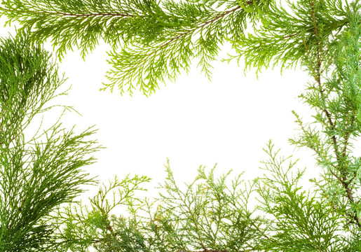 常綠植物枝條架