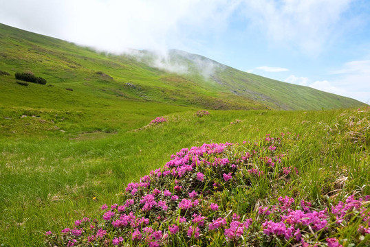 在夏季，高山杜鵑花