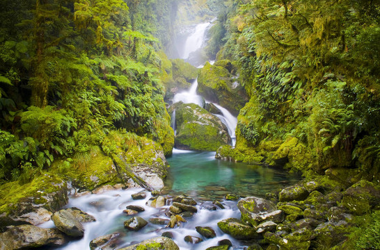 Mackay Falls lush設(shè)置在米爾福德步道；新西蘭。