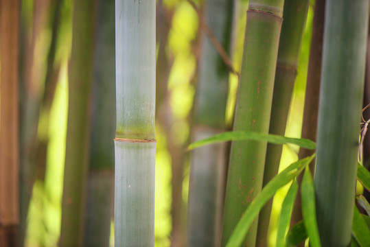 竹林高清