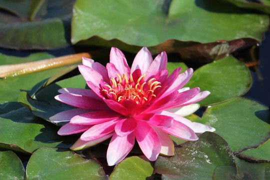 水百合