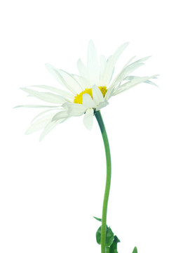 洋甘菊