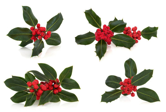 冬青葉和Berry Sprigs