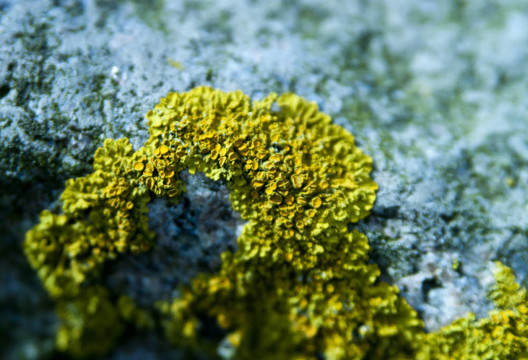 sporophyt