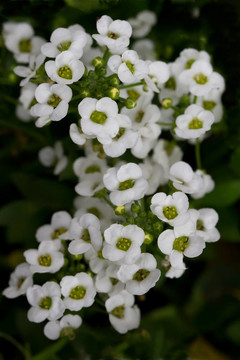 Sweet Alyssum（Lobularia maritima）