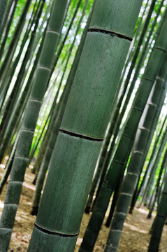 竹