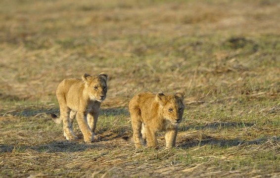 兩只幼獅。