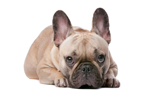 法國(guó)斗牛犬