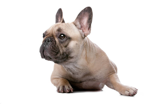 法國(guó)斗牛犬