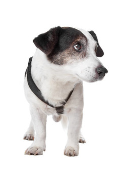 jack russel梗