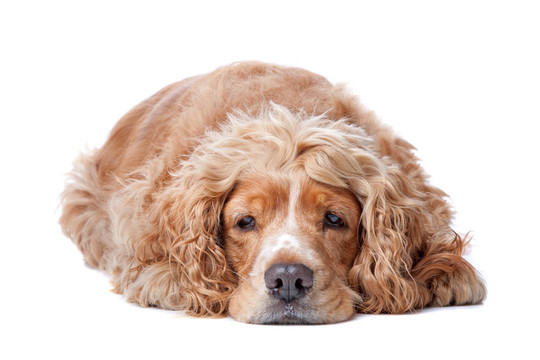 老可卡犬