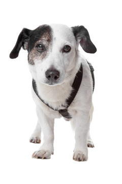 jack russel梗