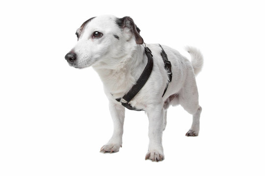 jack russel梗