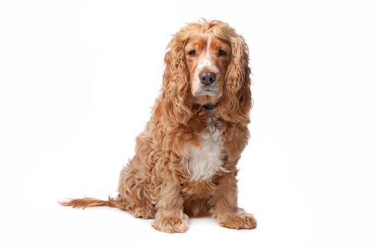 老可卡犬