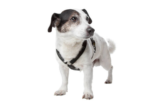 jack russel梗