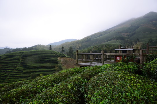觀景亭 茶 茶園 茶葉 茶樹