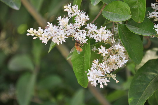 蜜蜂