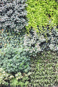 植物墻 綠色植物墻 綠植