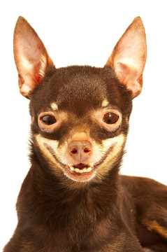俄羅斯toy-terrier.ridiculous狗