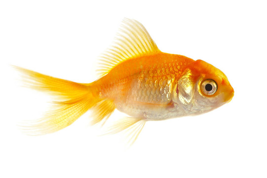 黃金小魚(yú)