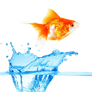 黃金小魚