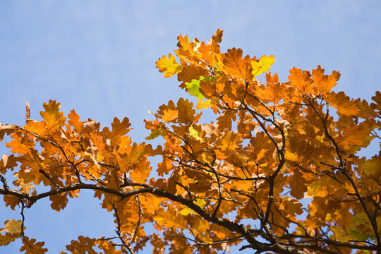 橡樹紅葉