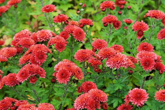 紅色花背景