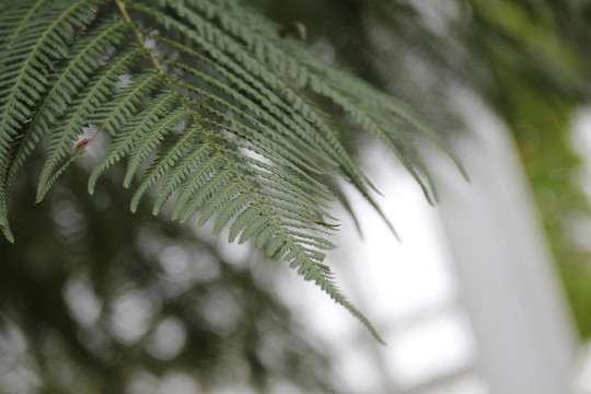 蕨類植物自然綠色環(huán)境