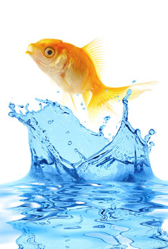 黃金小魚
